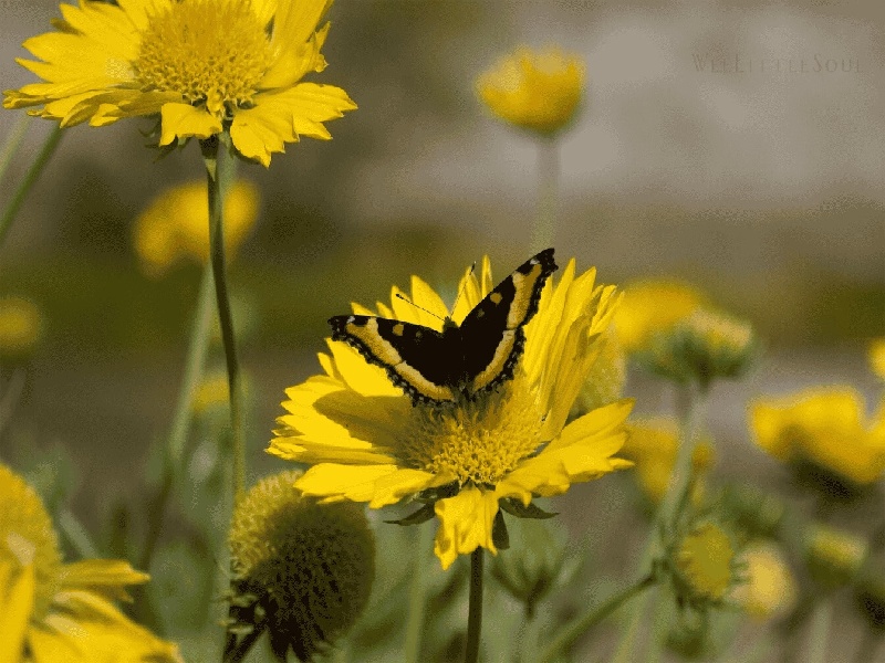 郑州最靠谱的代生,代生咨询：在郑州公立医院可