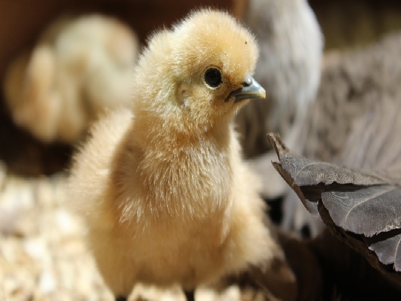 试管定量灌装颗粒（试管儿术前检查）——